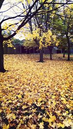 Autumn leaves on tree