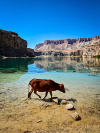 Horse standing on field against sky