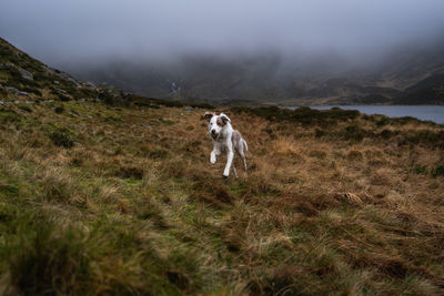 Dog in a field