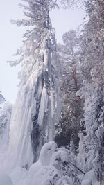 Trees on snow covered landscape