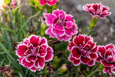 Close-up of pink flowers