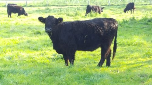 Cows grazing on field