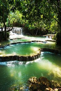 View of river flowing through forest