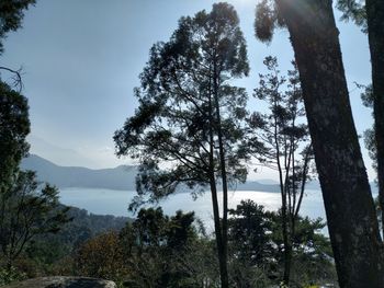 Trees in forest against sky