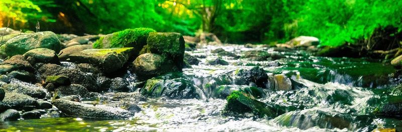 Scenic view of waterfall in forest