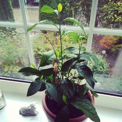 Close-up of potted plant on window sill