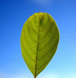 Close-up of leaves