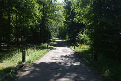 Empty road amidst trees in forest