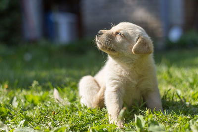 Close-up of dog sitting on grass