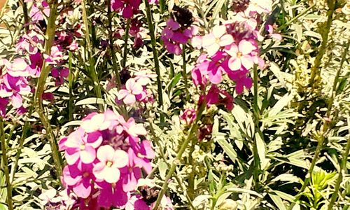 Close-up of pink flowers blooming in park