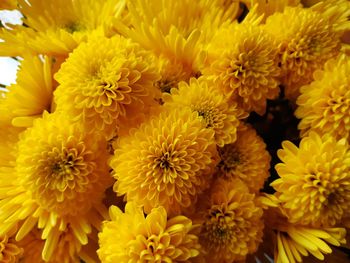 Close-up of yellow flowering plants