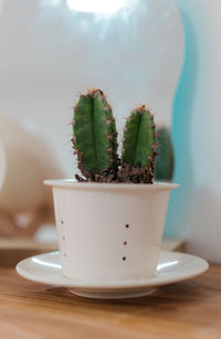 Close-up of succulent plant on table