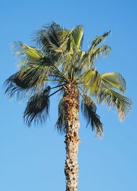 Low angle view of palm tree against clear blue sky