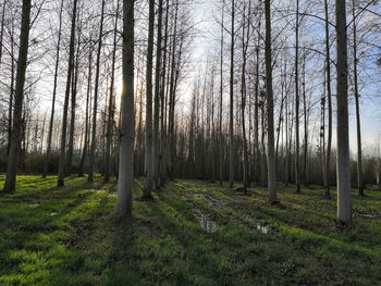 Trees on field in forest