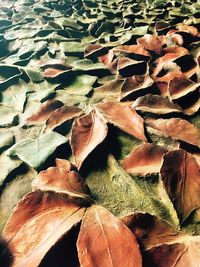 Close-up of leaves