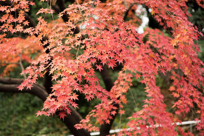 Close-up of red leaves on tree