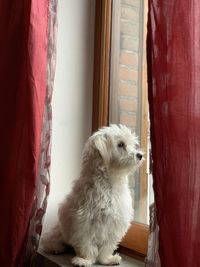 Dog looking through window at home