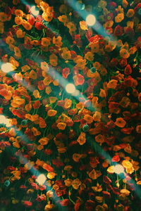 Full frame shot of flowering plants