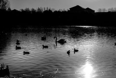 Ducks swimming in lake