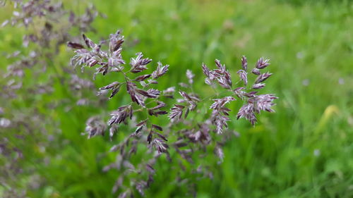 Flowers blooming in park