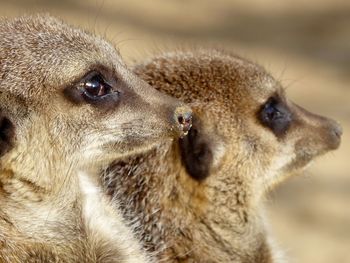 Close-up of meerkats