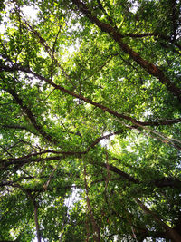 Low angle view of trees in forest