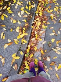 Low section of person standing on yellow maple leaves