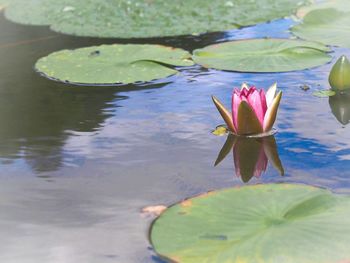 water lily