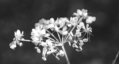 Close-up of white flowering plant