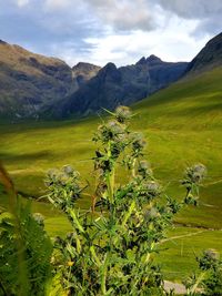 Plants growing on field against mountains