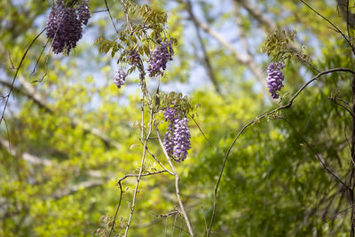 Close-up of butterfly on purple flowering plant