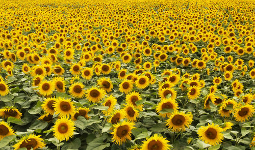 Drone view of vast sunflower field