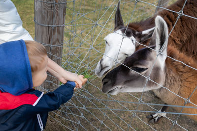 Cute boy feeding donkeys behind fence