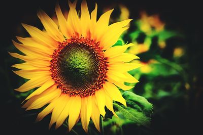 Close-up of sunflower