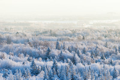 Aerial view of trees on snow covered land