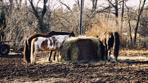 Horses in a field