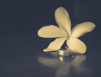 Close-up of flower on table against black background