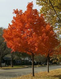 Trees against sky during autumn