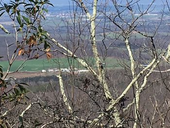 Bare trees against sky during winter