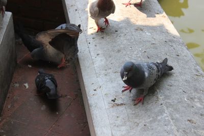 High angle view of pigeons perching on wood
