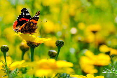 Close-up of butterfly pollinating on flower