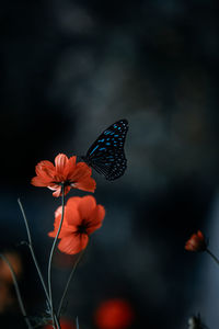 Close-up of butterfly pollinating on flower