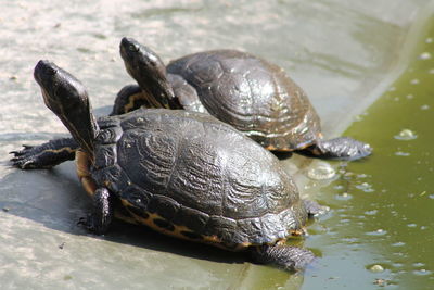 High angle view of turtle in lake