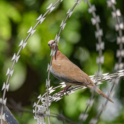 Close-up of bird perching on branch