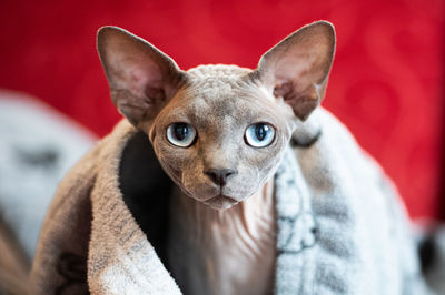 Close-up portrait of cat