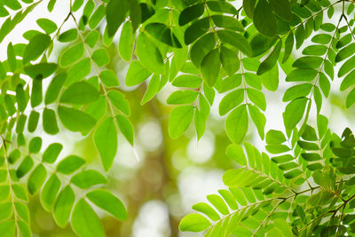 Close-up of green leaves