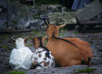 Rear view of goat with kids relaxing at farm