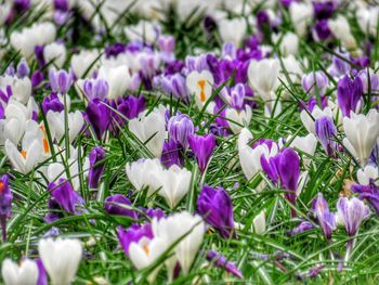Close-up of purple crocus flowers