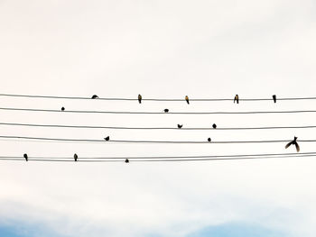 Low angle view of birds perching on cable against sky