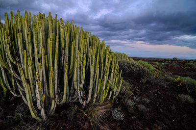 Plants growing on land against sky